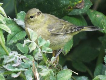 Close-up of bird perching on plant