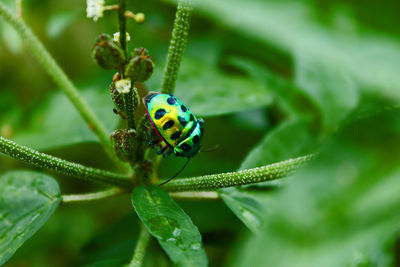 A beetle on the leaf in khulna, bangladesh.