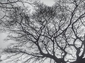 Low angle view of bare tree against sky