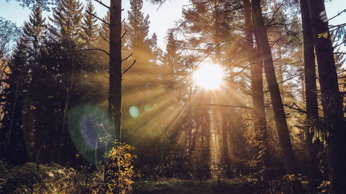 Sunlight streaming through trees in forest against bright sun