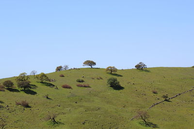 Scenic view of field against clear blue sky