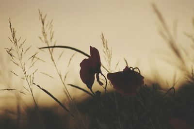 Close-up of plant against blurred background