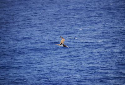 View of seagull flying over sea