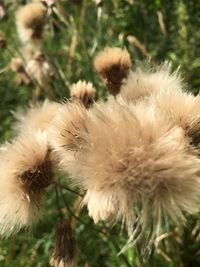 Close-up of dandelion against blurred background