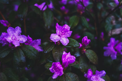 Close-up of pink flowering plants