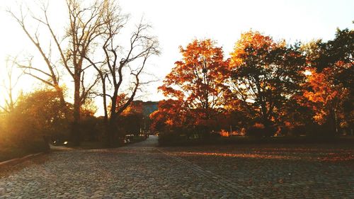 Scenic view of autumn trees against sky