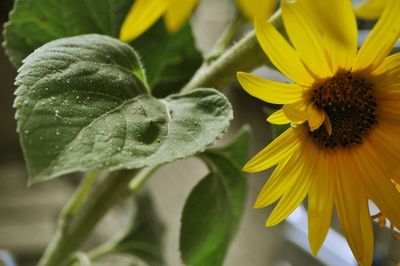 Close-up of sunflower blooming outdoors