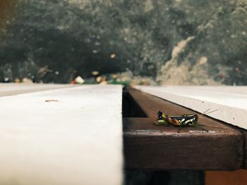 Close-up of insect on glass window