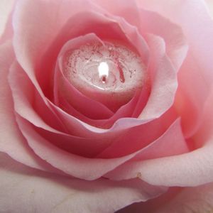 Close-up of pink rose