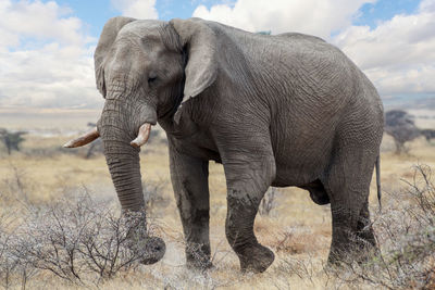 View of elephant on field