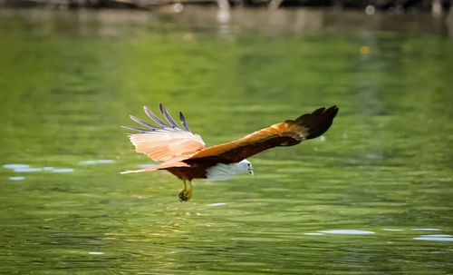 Bird flying over lake