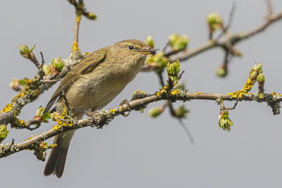 Low angle view of bird perching on branch