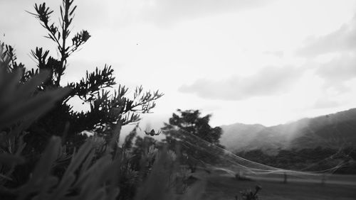 Low angle view of trees against sky