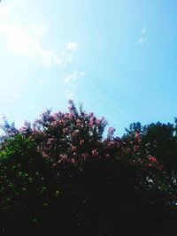 Low angle view of trees against sky