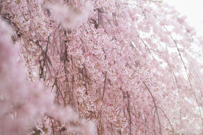 Low angle view of cherry blossoms