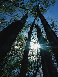 Low angle view of sunlight streaming through tree