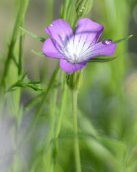 Close-up of purple flowering plant