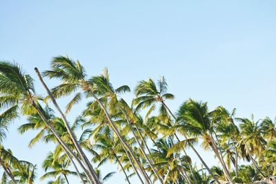 Low angle view of palm trees against clear sky