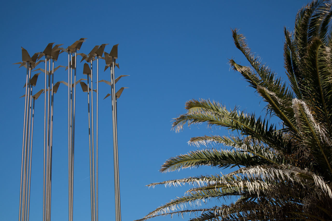 LOW ANGLE VIEW OF PALM TREES AGAINST CLEAR SKY