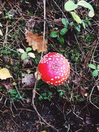 Close-up of fly agaric mushroom