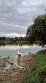 View of birds in lake against sky