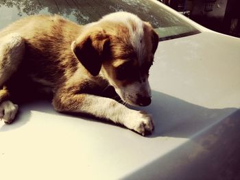 Dog sleeping on tiled floor