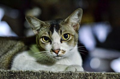 Close-up portrait of tabby cat