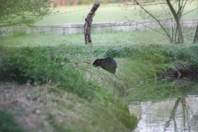 View of bird in lake