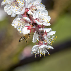 Honeybee in the spring is flying to a mirabelle blossom