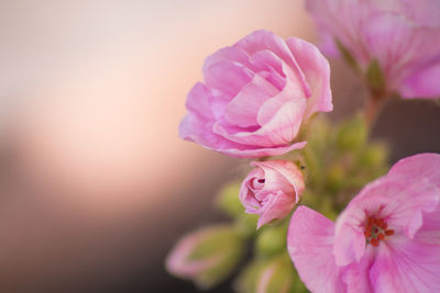 Close-up of pink rose flower