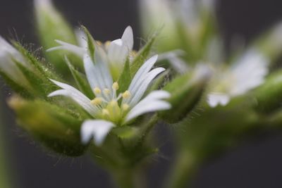 Close-up of white flowering plant