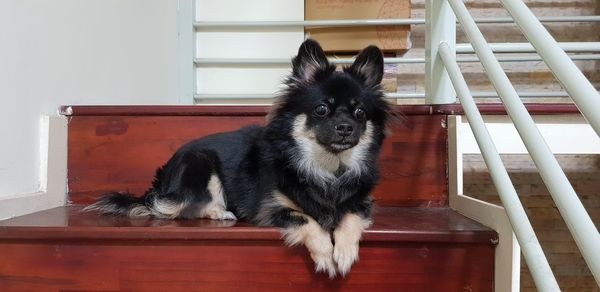 Portrait of dog relaxing on floor at home