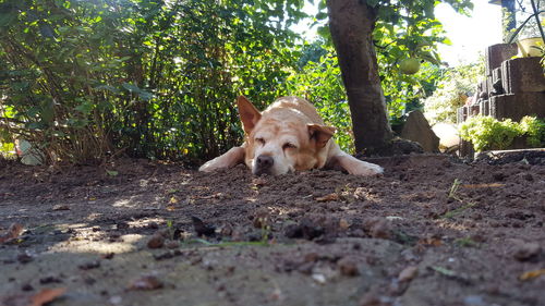 Portrait of dog relaxing on land