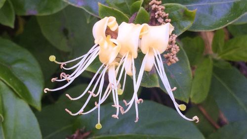 Close-up of flowers