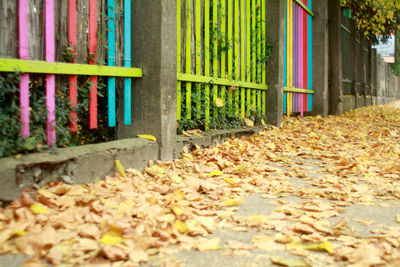 Close-up of autumn leaves