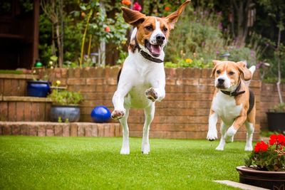 Dogs playing outdoors