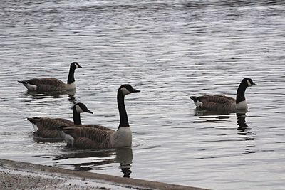 Ducks swimming in lake