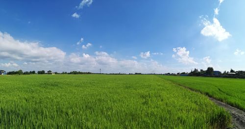 Scenic view of agricultural field against sky
