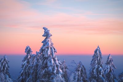 Snow covered trees against sky during sunset