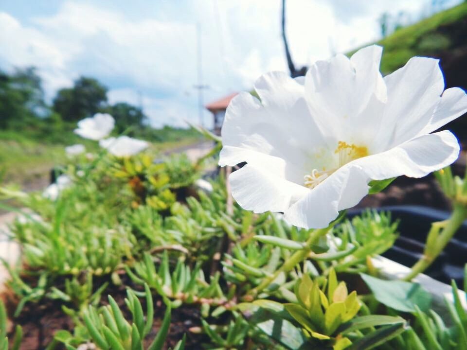 flower, freshness, petal, fragility, flower head, beauty in nature, white color, close-up, growth, nature, focus on foreground, springtime, blossom, in bloom, daisy, plant, field, botany, bloom, day, single flower, pollen, outdoors, blooming, tranquility, no people, growing, daisies