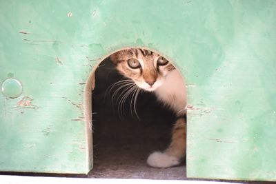 Close-up of cat looking away against wall