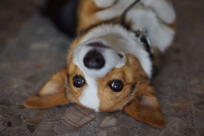 High angle view of corgi lying on floor