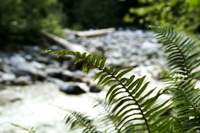 Close-up of fern leaves on tree