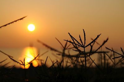 Close-up of silhouette plants against sky during sunset