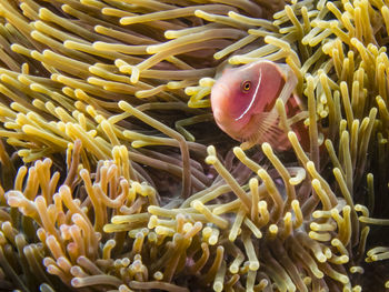 Close-up of coral in sea