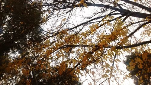 Low angle view of trees