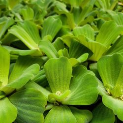 Full frame shot of plants floating on water