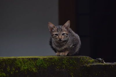 Portrait of cat looking at camera