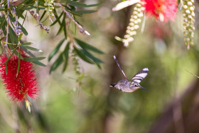 Close-up of hummingbird on plant