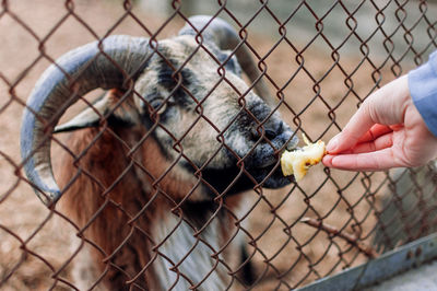 Feeding the goat with an apple through the fence. 